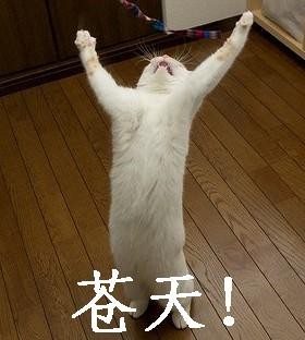 苍天.jpg