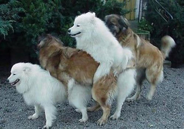Animals-making-love_-20.jpg